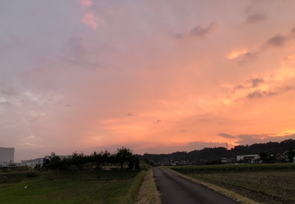 🕊白鷺と夕日🌤