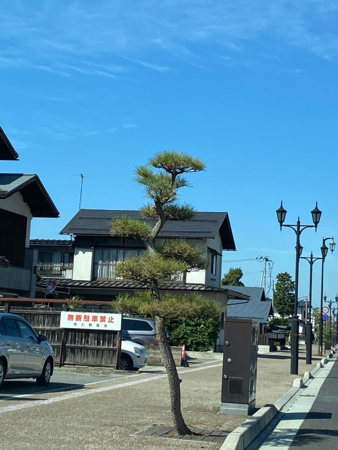 街路樹🌳🌳🌳