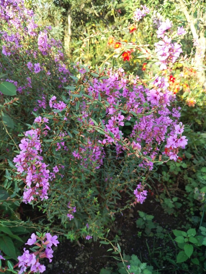 お花です！
