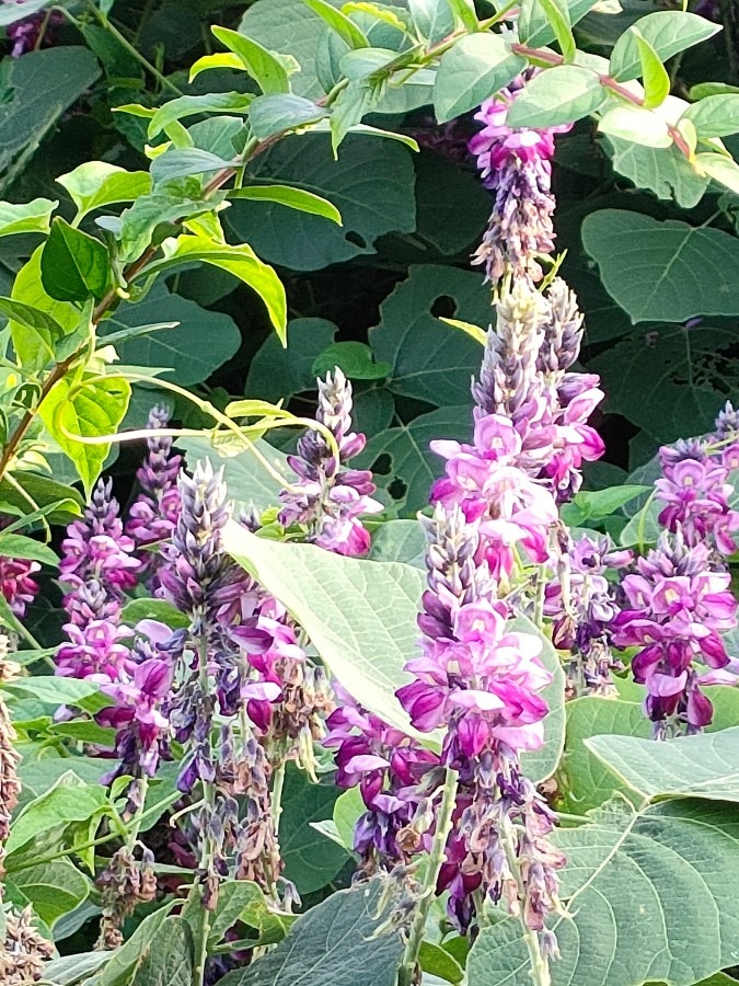 葛の花💖モリモリ〜