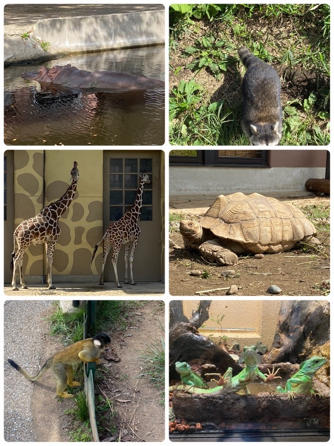 動物園🐘🦁🐵楽しかった❣️