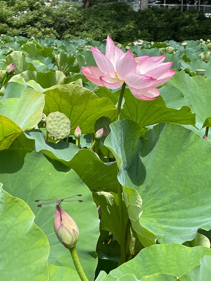 蓮の花、トンボ、千秋公園