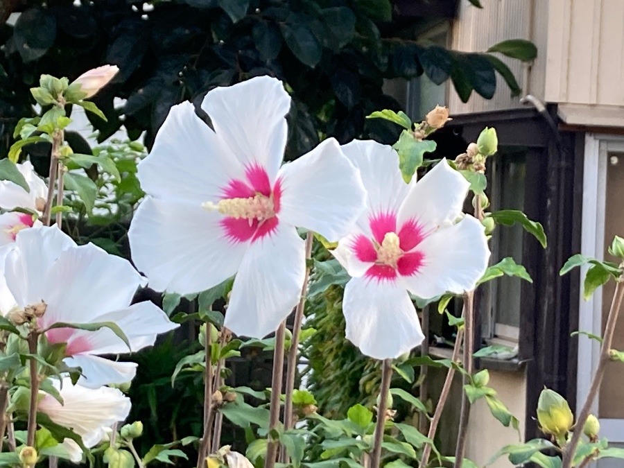 道ゆく先の花④