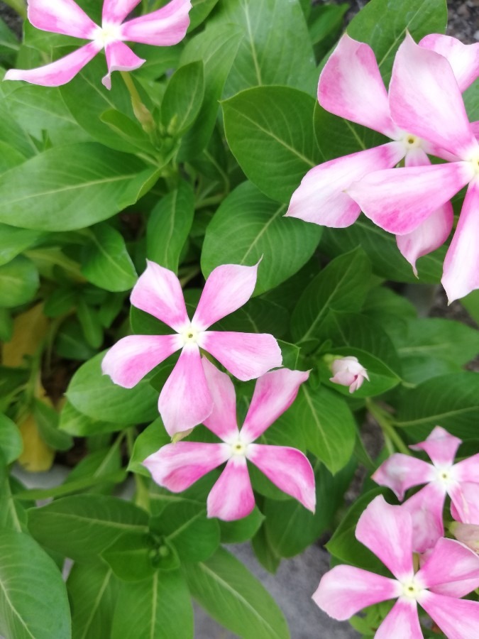 ☘️きれいな花💮