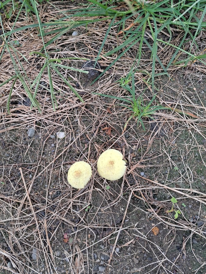 草むらのキノコ🍄