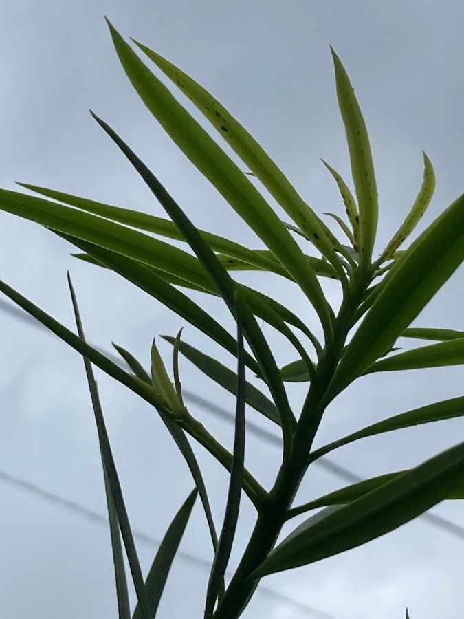 雲に向かって☁️