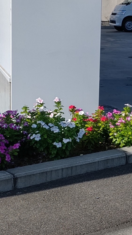 店の花壇🌺