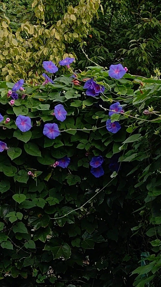 ✨お散歩中に出会ったお花✨