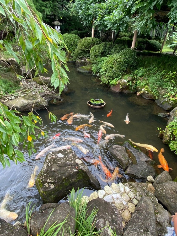 神社の池🎶🎶🎶
