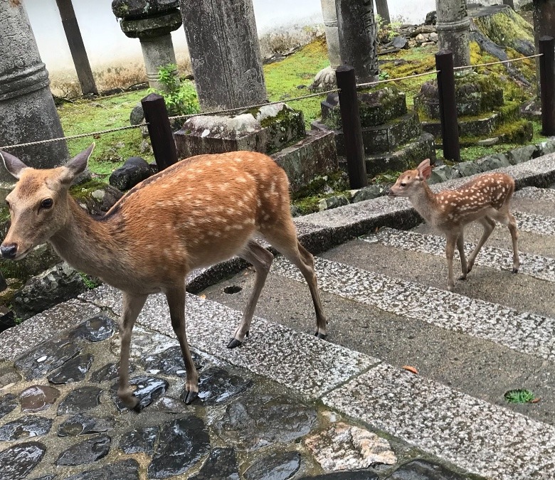 🦌お母さんと　いっしょ✨