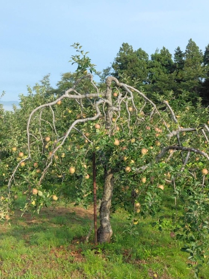 🍎たくさん！