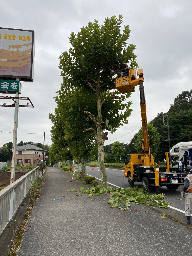 街路樹剪定✂︎✂︎✂︎