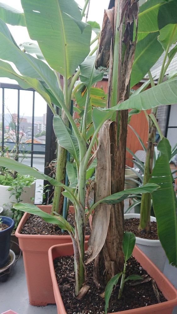 避難させた我が家の植物たち🌿