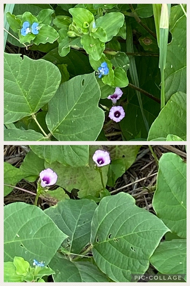 道端で見つけた可愛いお花