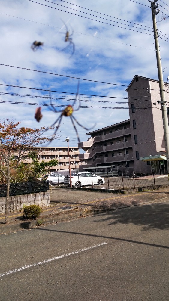デッカイ蜘蛛❗️