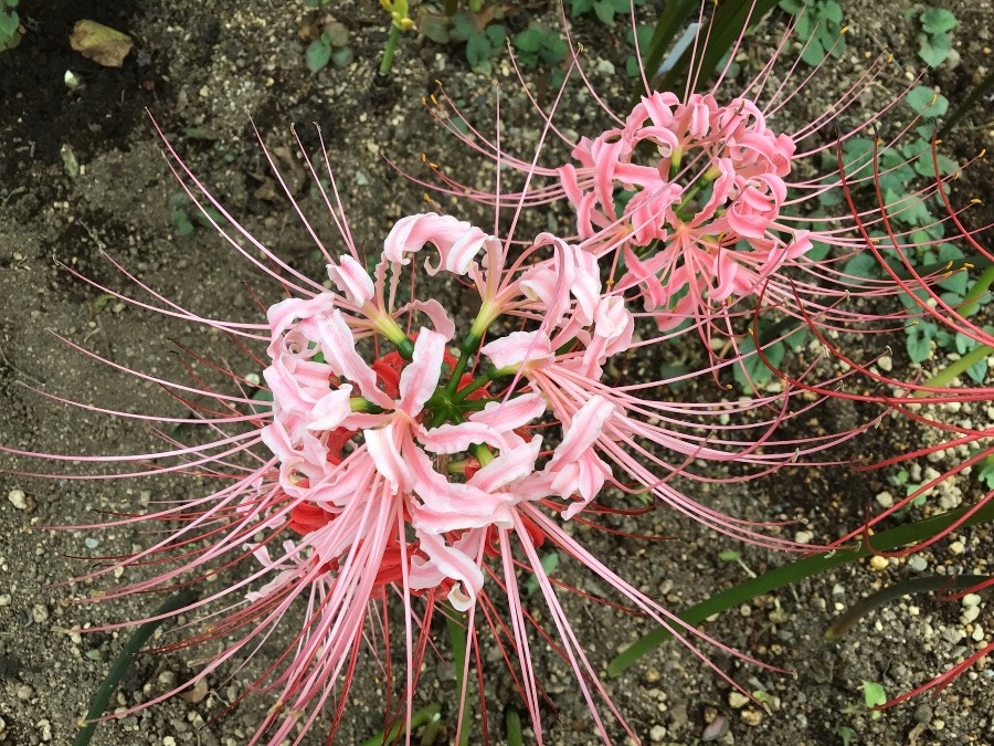 円照寺の彼岸花デス❣️