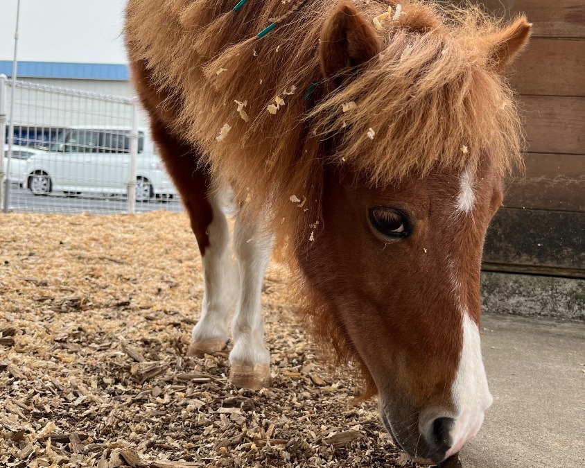 今日のでんちゃん🐴