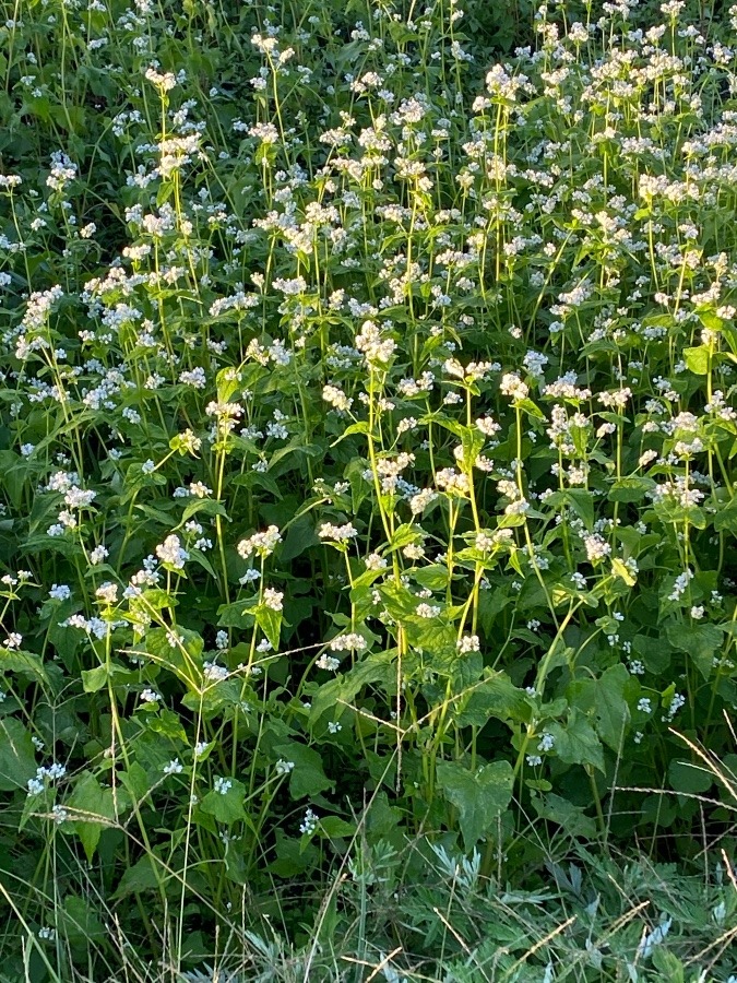 蕎麦の花❣️