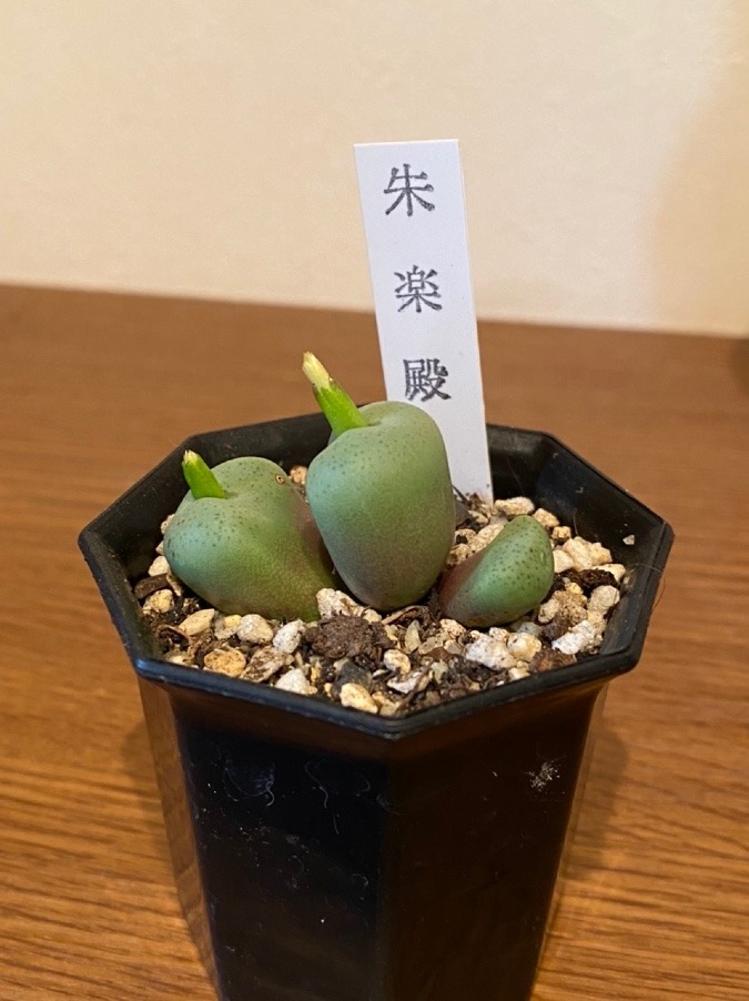 コノフィツム🌱