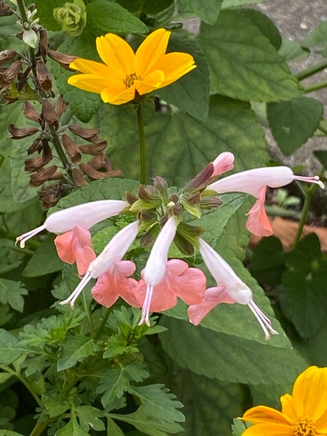 花🌸🌸🌸