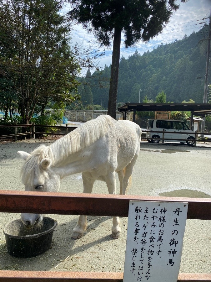 御神馬　神社仏閣部活