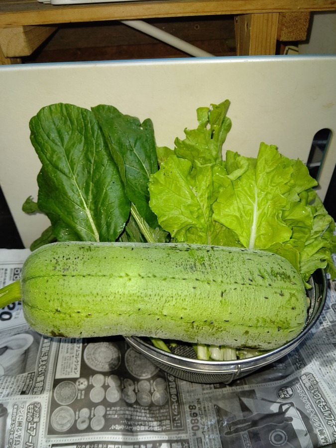 🥬有り難いですね🥬