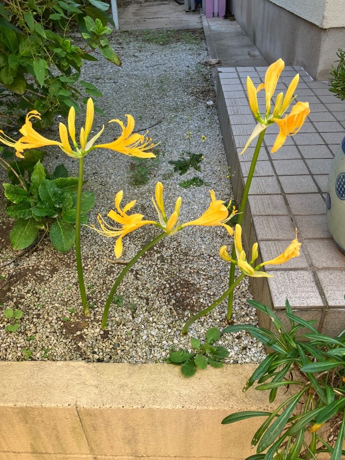 ✨我が家に咲いた黄色い彼岸花✨