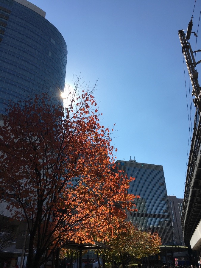 都内の紅葉