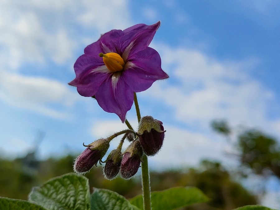 めちゃ可愛い　じゃがいもの花