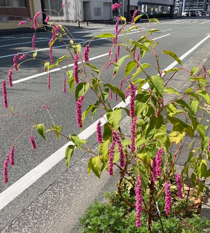 花倶楽部　アマランサス