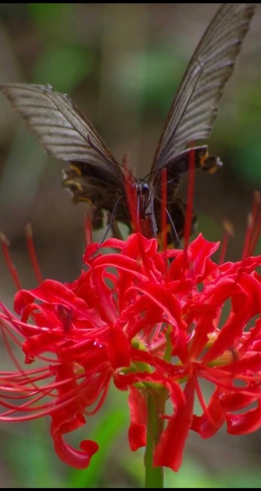 真っ赤な彼岸花とアゲハ蝶