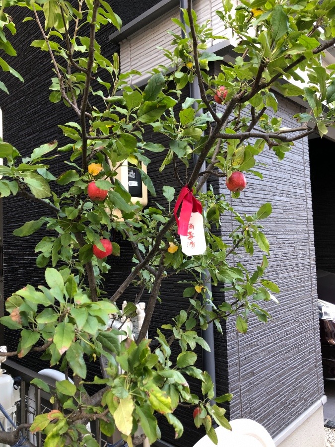 近所のけいこちゃんのりんご