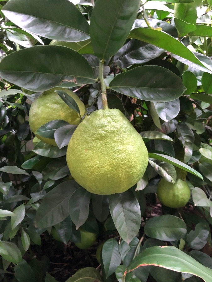 イタリアのレモン🍋