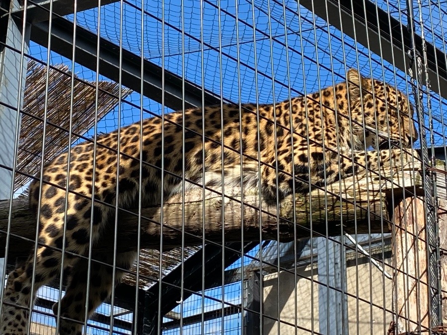 旭山動物園②