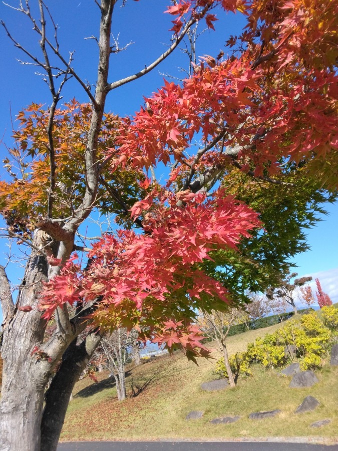 紅葉