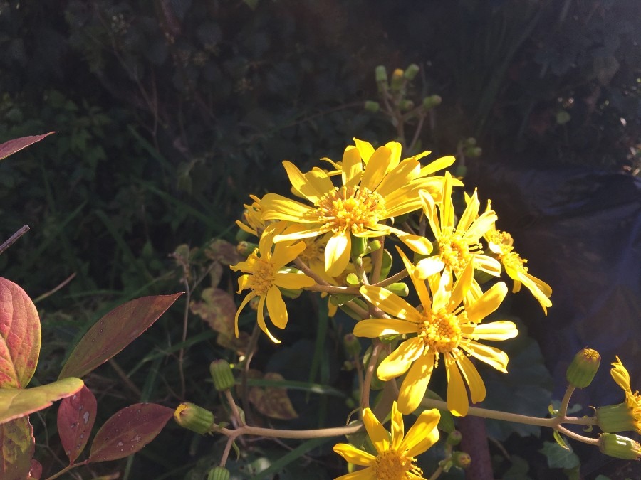 ツワブキの花が咲いていた。