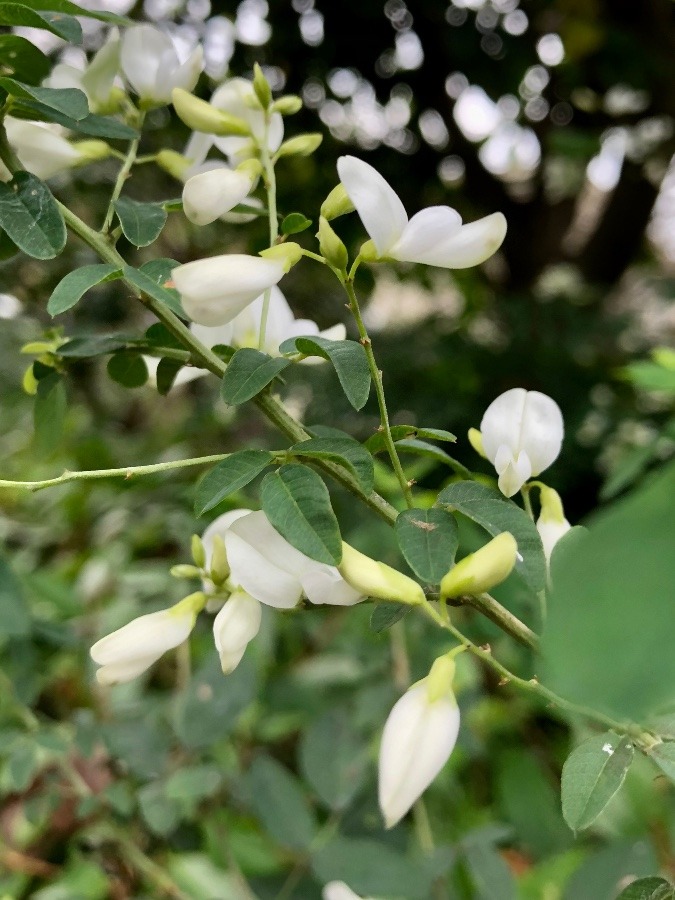 白萩の花