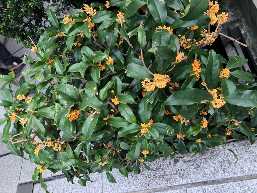 秋の香り東京へ🌿