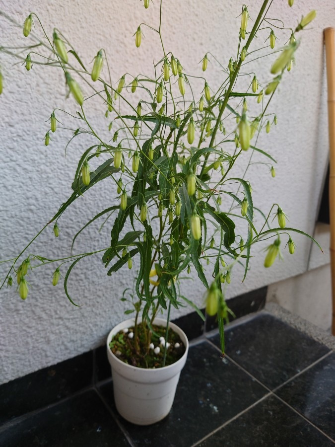 イワシャジン白❣️