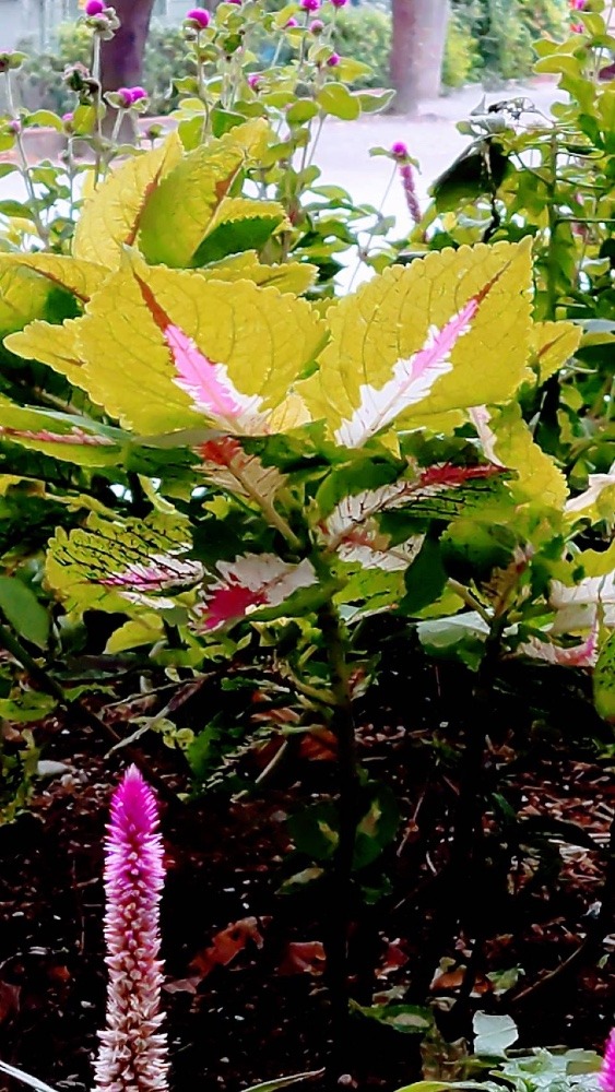 ✨弟が出会った珍しい植物✨