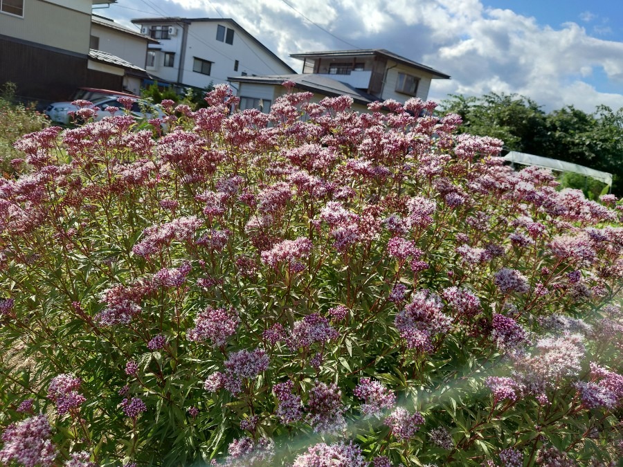 山野草　フジバカマ