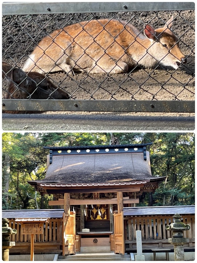 鹿島神宮⛩