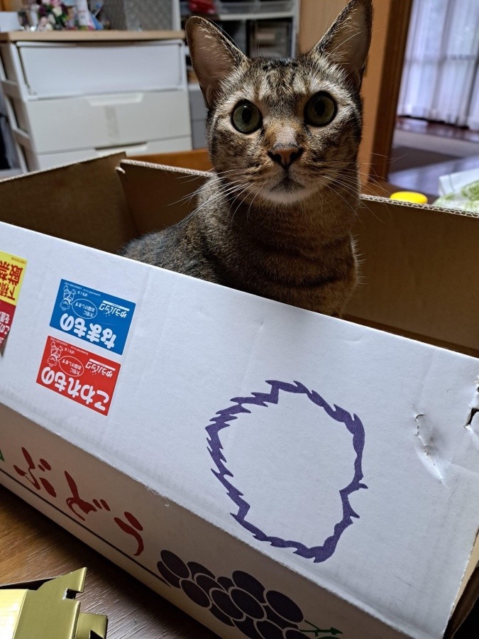 箱入りです…。