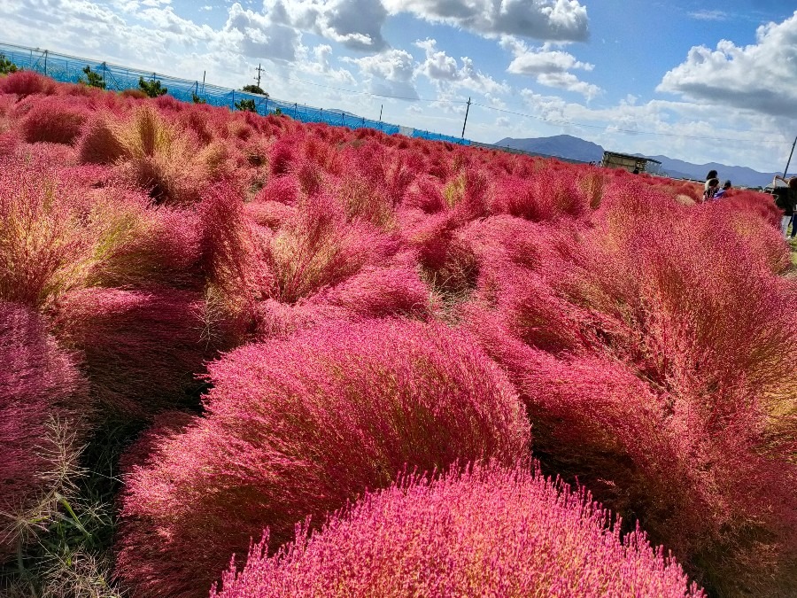 コキア畑
