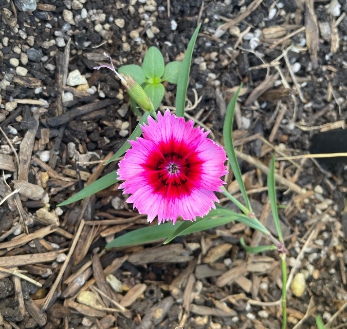 花壇の花