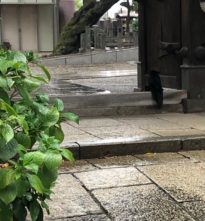 雨宿り