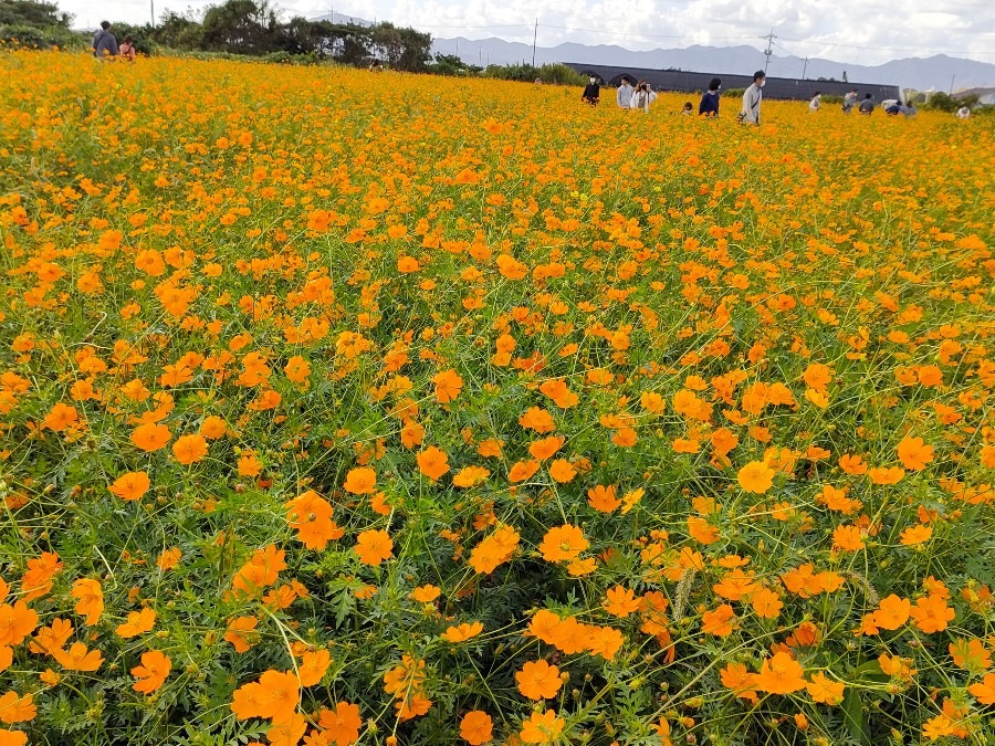 広大な黄花コスモス