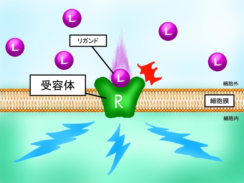 「nanoPDS・リガンド」ってなんなん？②