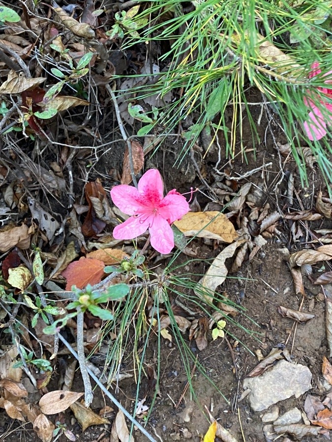 花🌸🌸🌸