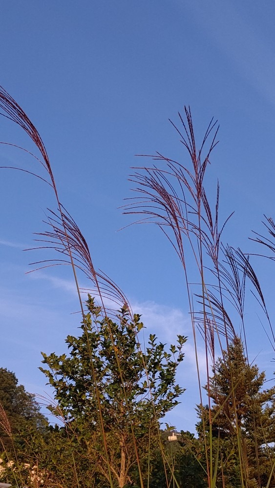 秋の空🌾